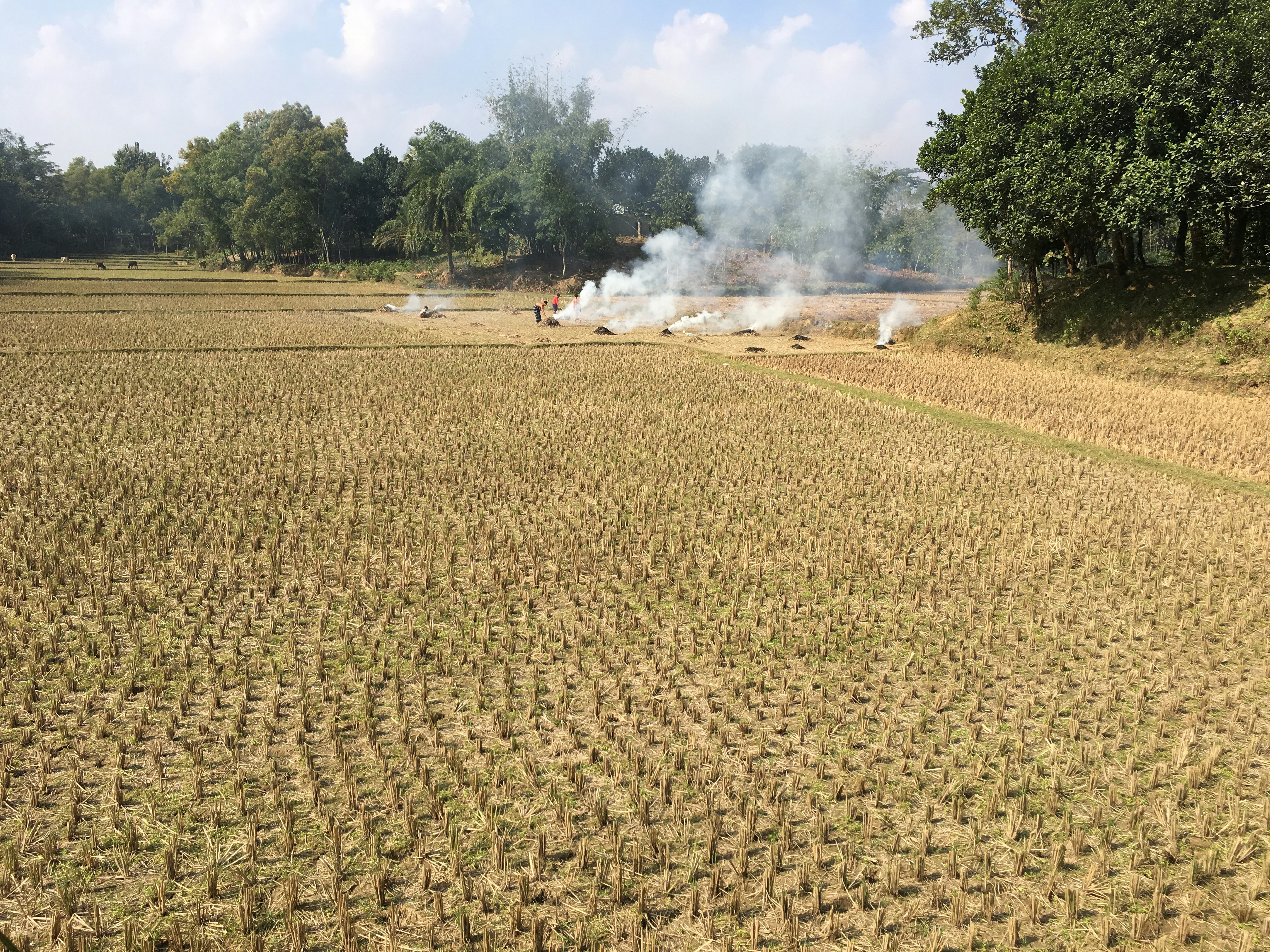 Harvested rice straw bales stacked in golden field, bright sunny day, agricultural landscape
