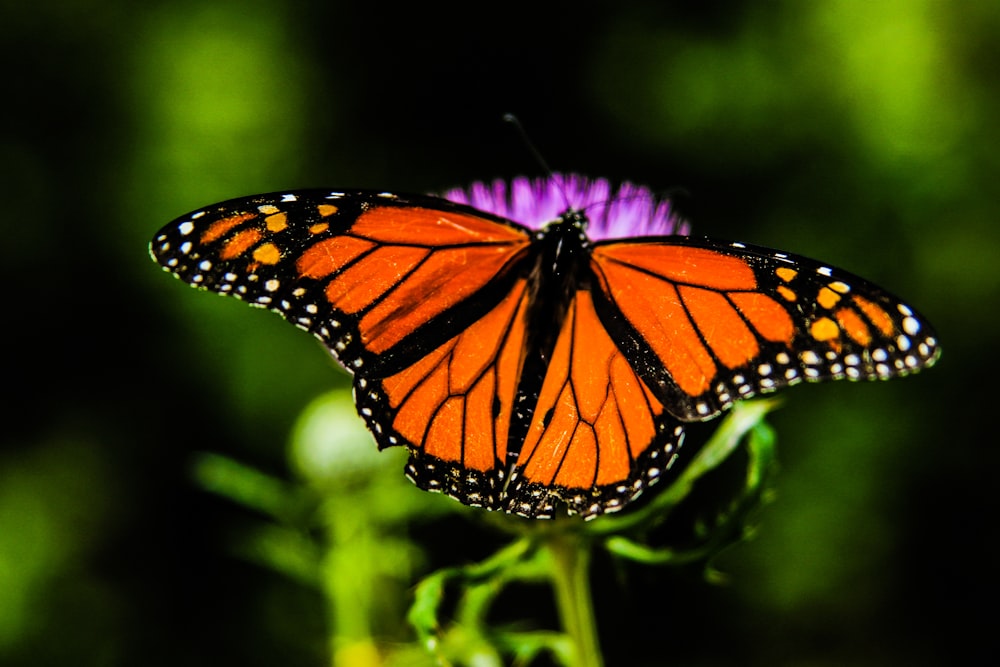 shallow focus orange and black butterfly