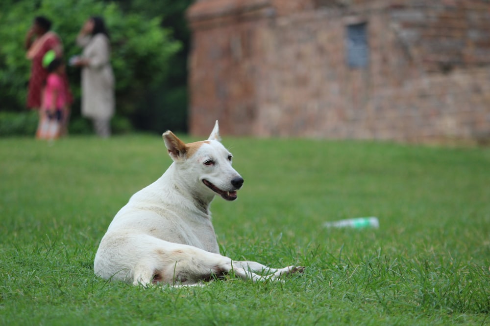 short-coated white dog lying on grass lawn shallow focus photofgraphy