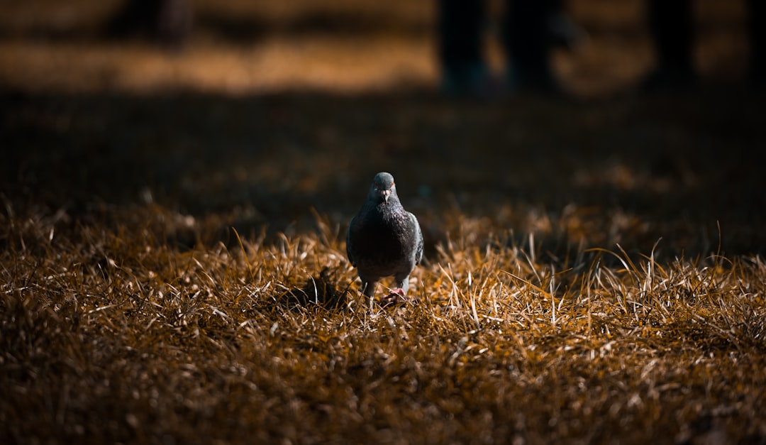 pigeon on dried grass