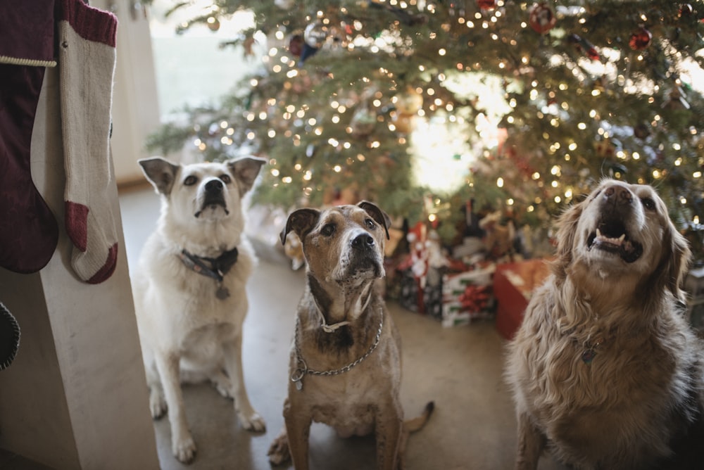 three gray dogs near the Christmas tree looking up