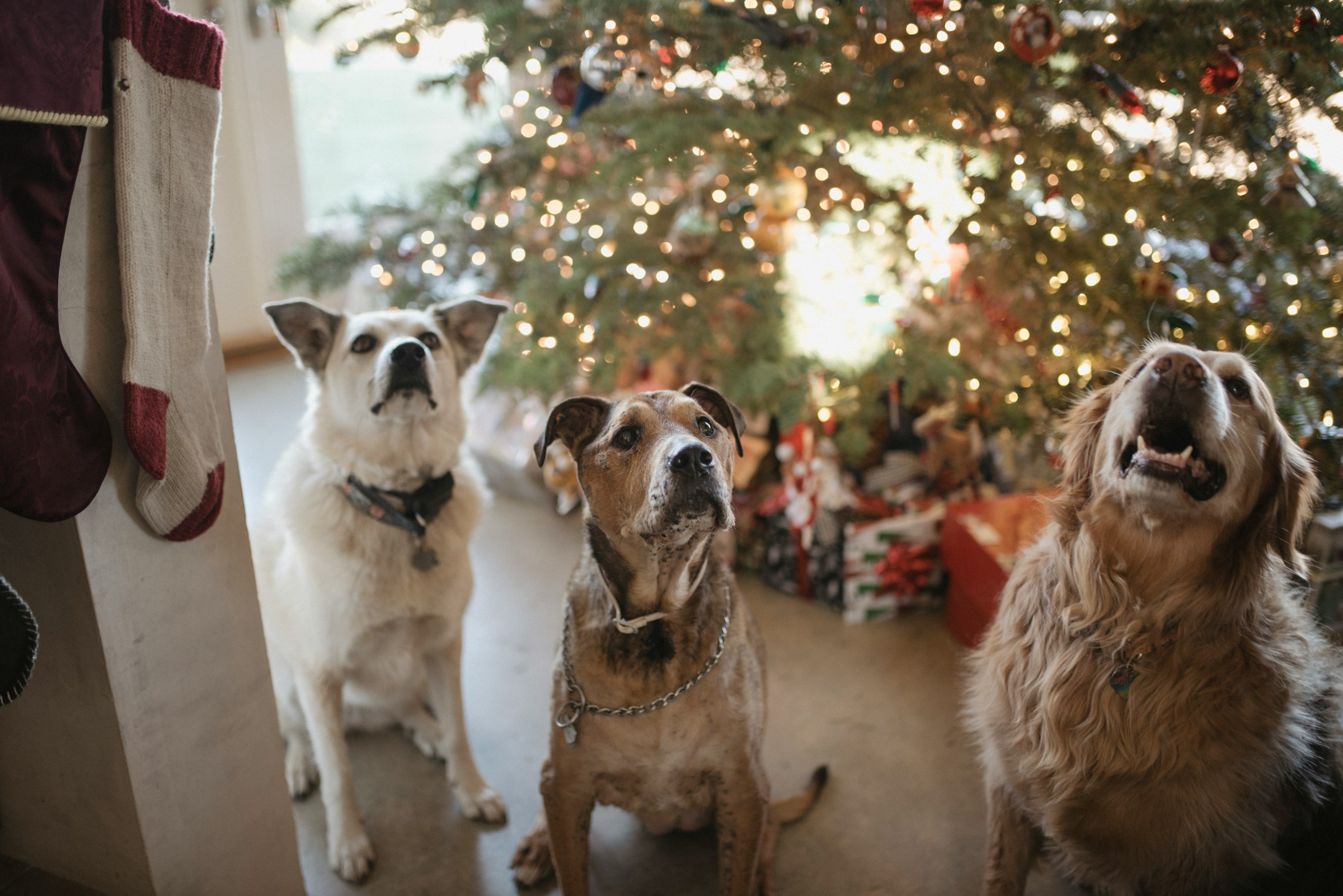 Canines Celebrating Christmas