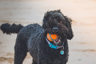 black poodle biting orange ball