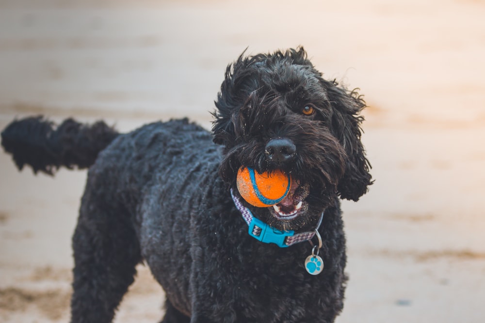 Poodle preto mordendo bola laranja