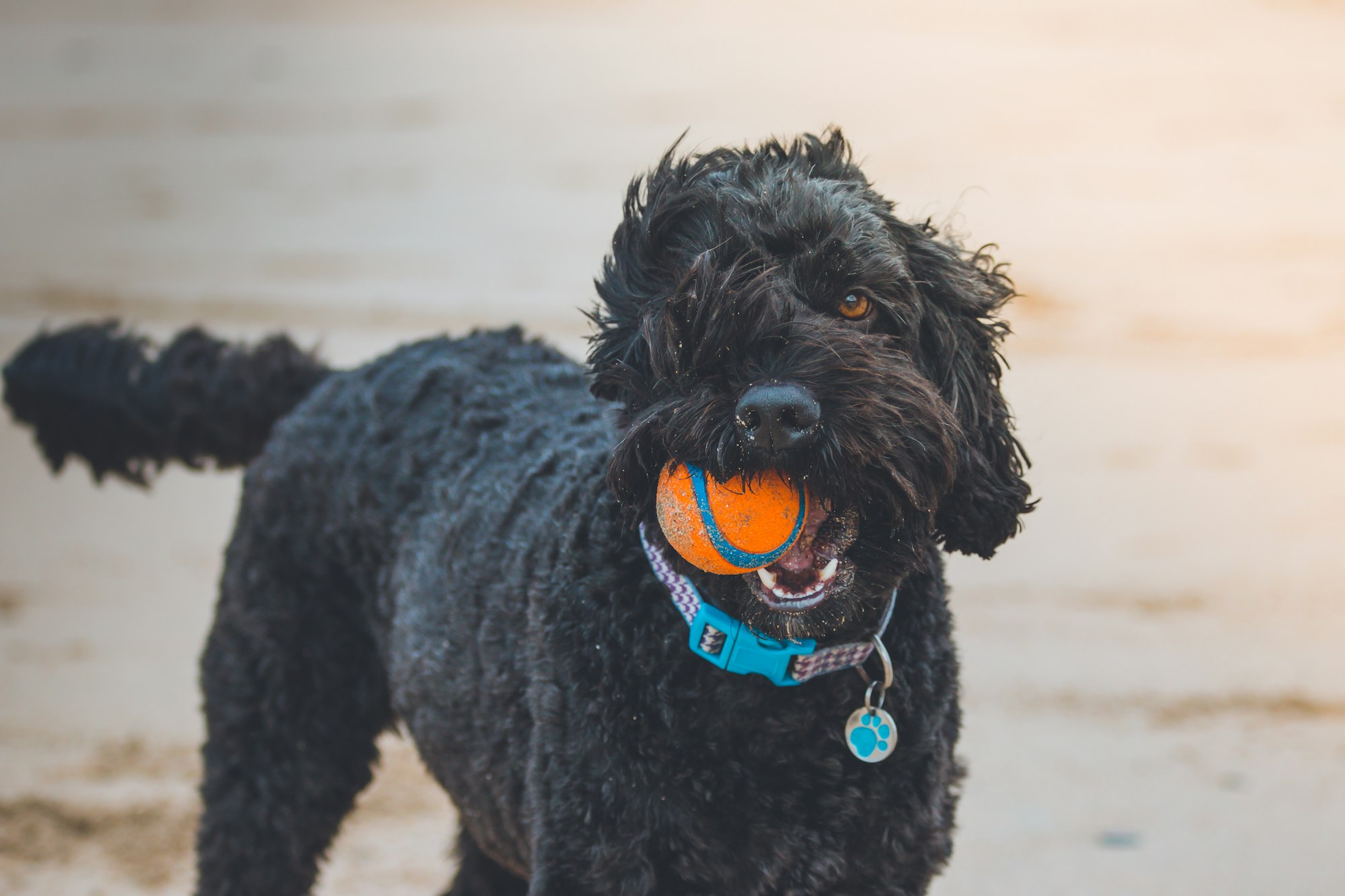 Black Poodle chewing ball