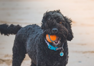 black poodle biting orange ball