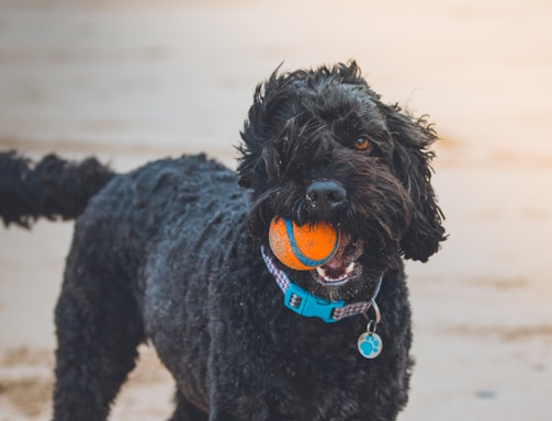 black poodle biting orange ball