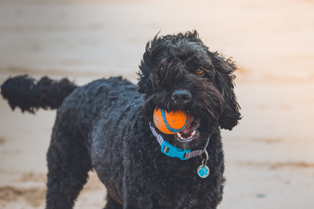 black poodle biting orange ball