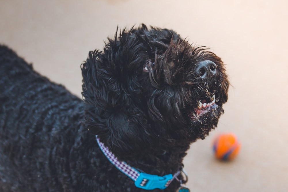 photo of black dog on white surface