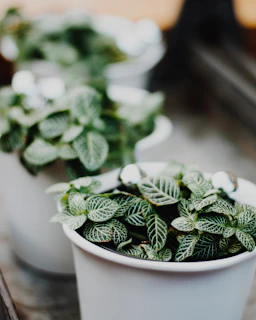 Close-up of a sleek metallic planter with vibrant green plants inside, highlighting texture and color contrast.