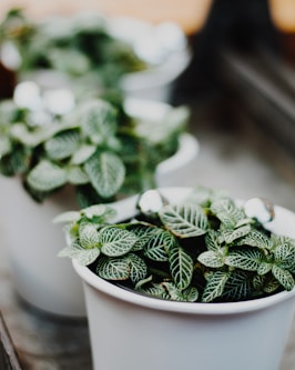 green leaf plant on white pot