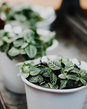 A close-up of handcrafted ceramic pots filled with thriving indoor plants, highlighting texture and color.