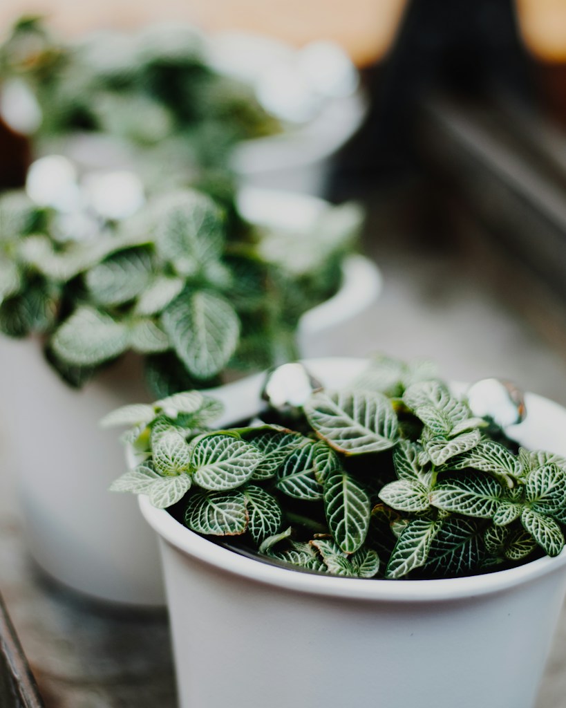 Philodendron Glow