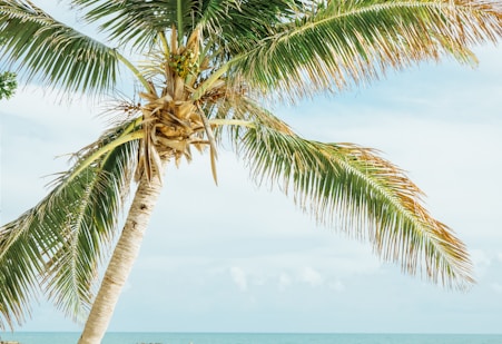 green leafed coconut tree near sea