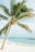 green leafed coconut tree near sea
