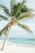 green leafed coconut tree near sea