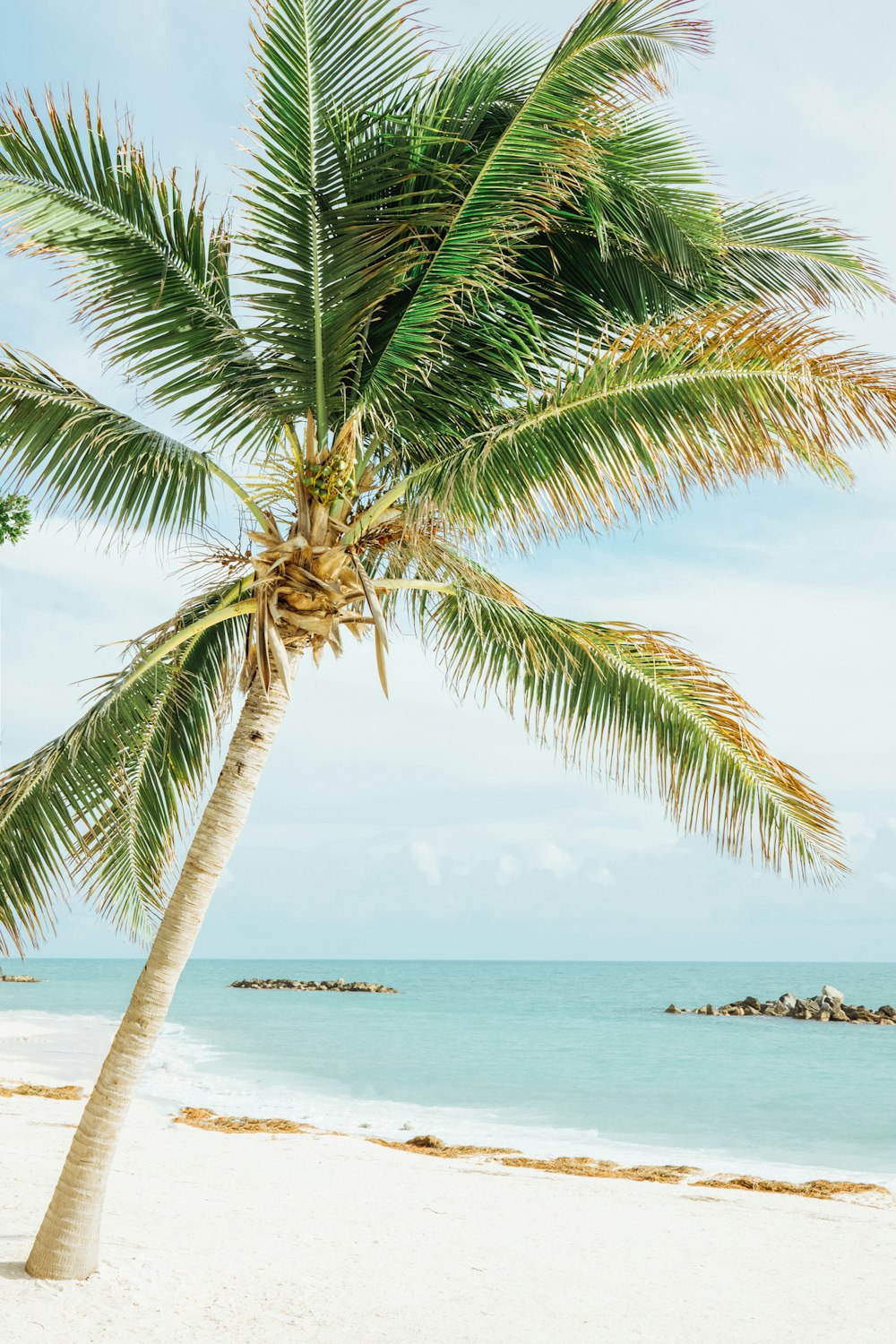 green leafed coconut tree near sea