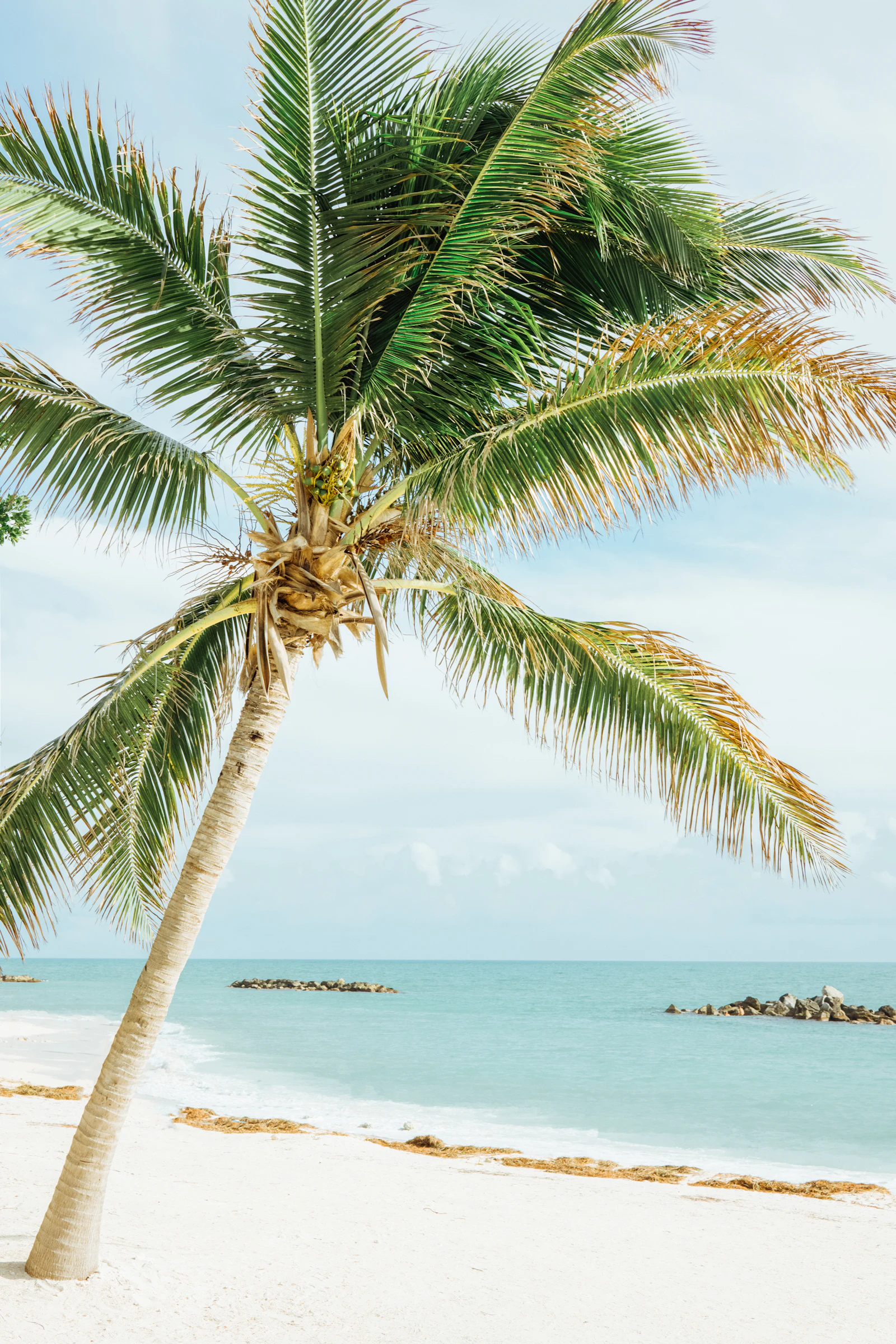 Coconut palms leaning over the sea