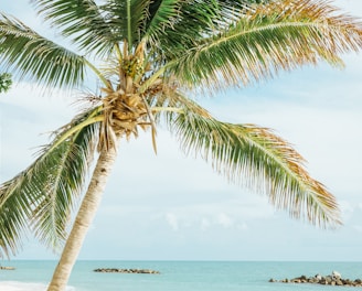 green leafed coconut tree near sea