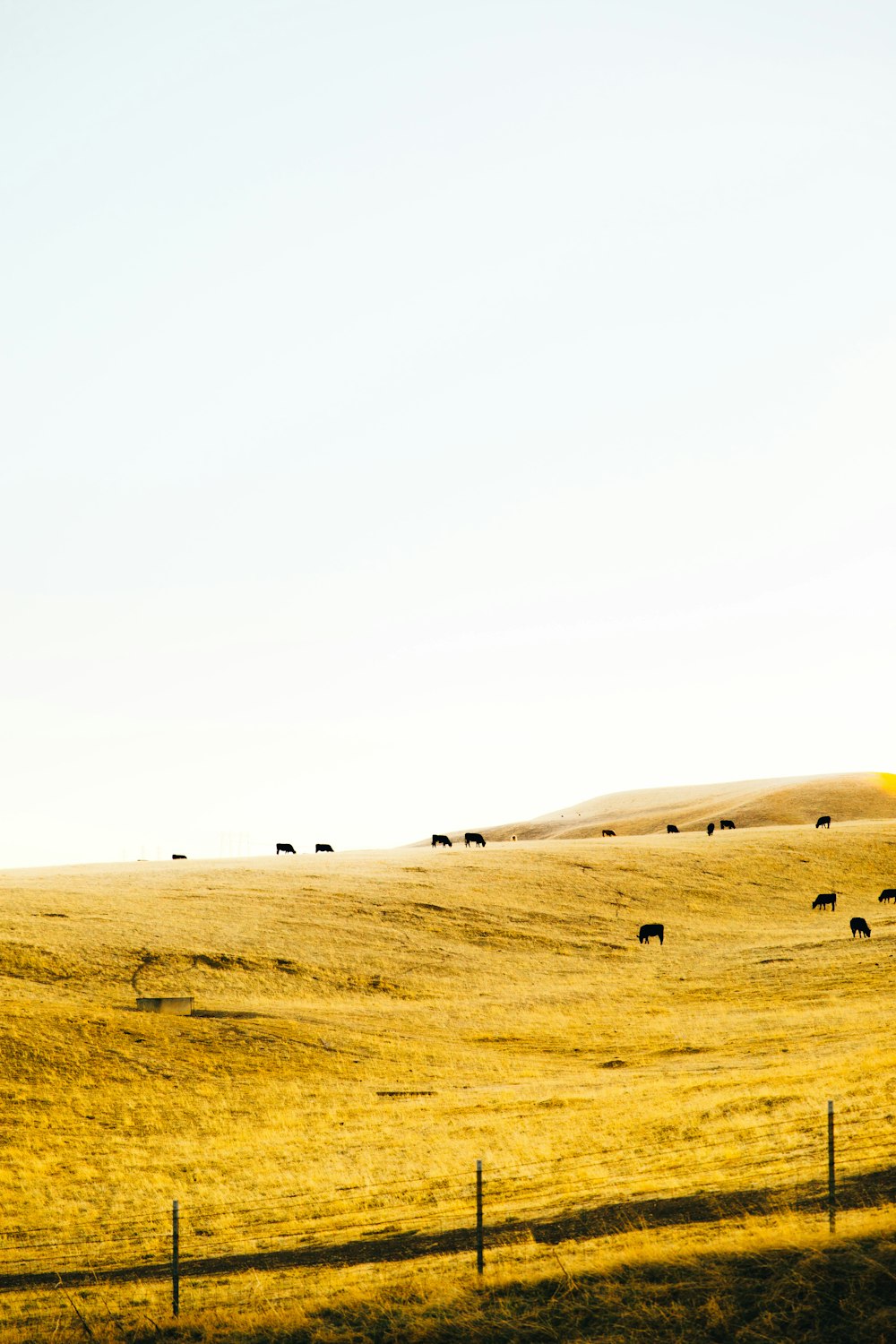 herd of black animals on top of hill during daytime