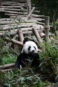 Panda bear on grass field
