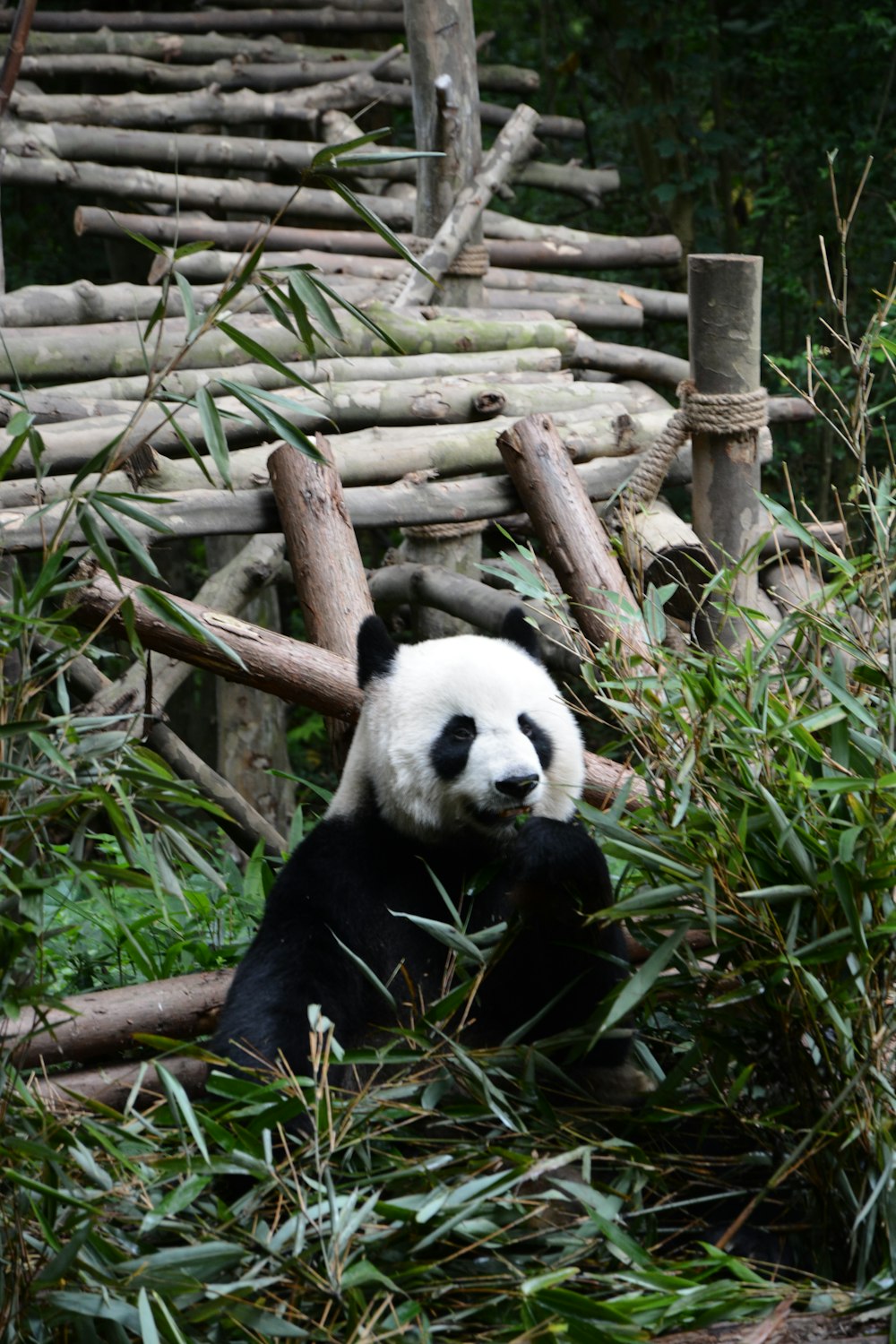 Panda bear on grass field