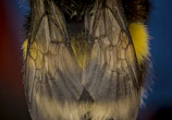 Macro shot of a bee’s delicate wings shimmering in the light.