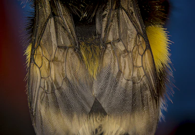 Macro shot of a bee’s delicate wings shimmering in the light.