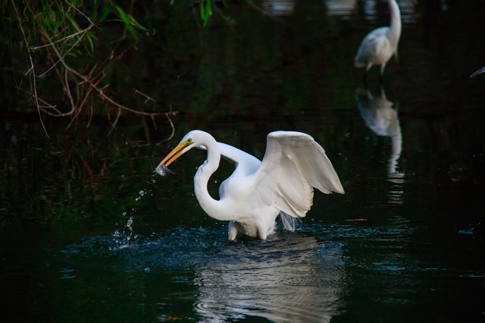 bird on water