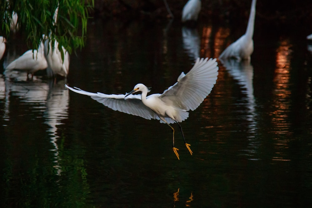 heron bird flying above body of water