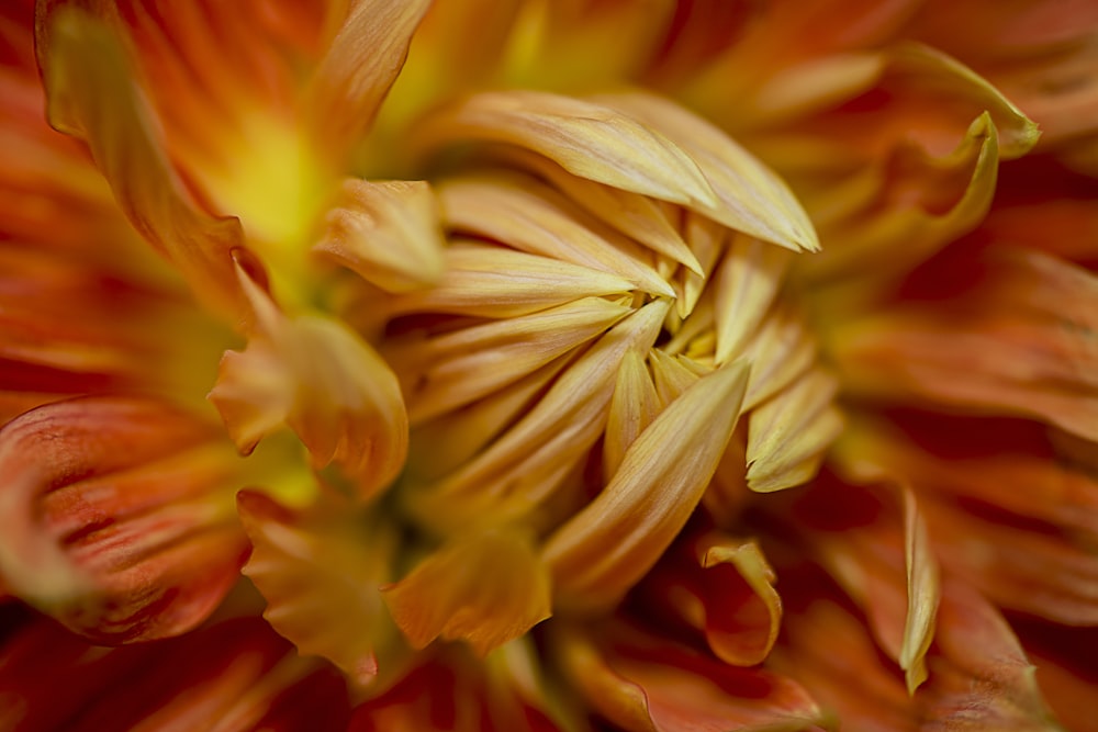 closeup photography of orange petaled flower