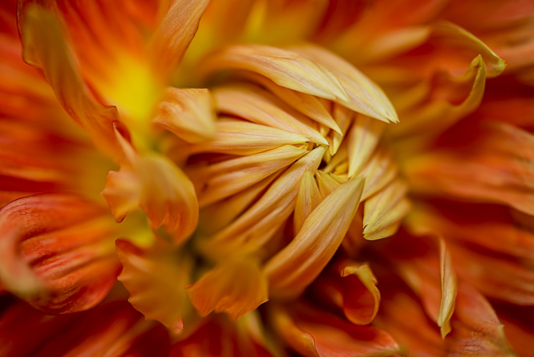 closeup photography of orange petaled flower