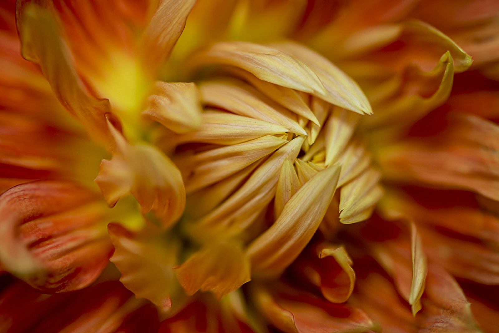 Nikon D800 + Nikon AF-S Micro-Nikkor 105mm F2.8G IF-ED VR sample photo. Closeup photography of orange photography