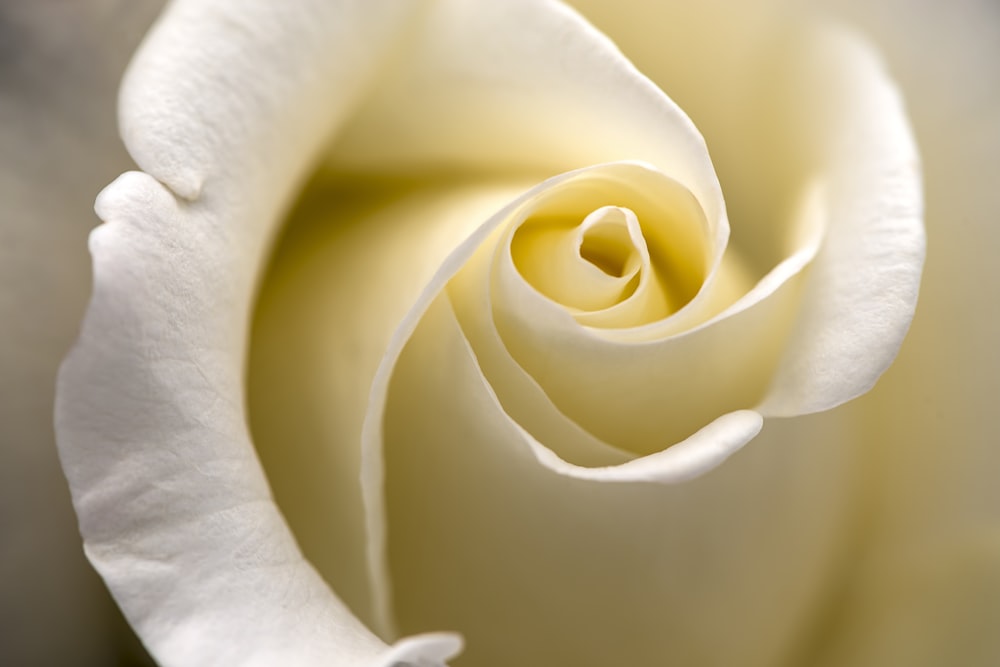 Photographie en gros plan de fleur de rose