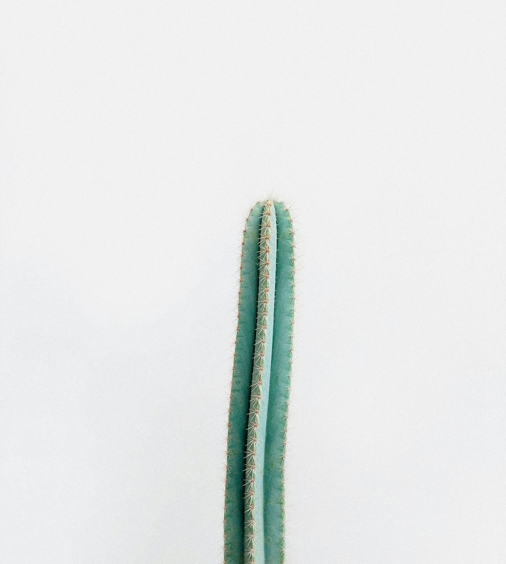 green cactus