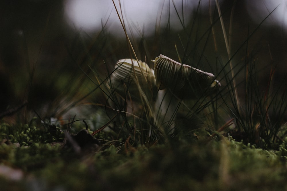 selective focus photography of white mushroom