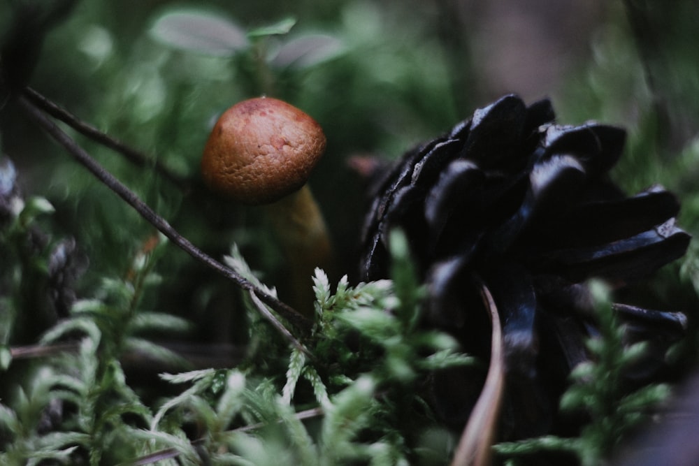 shallow focus photography of brown mushroom