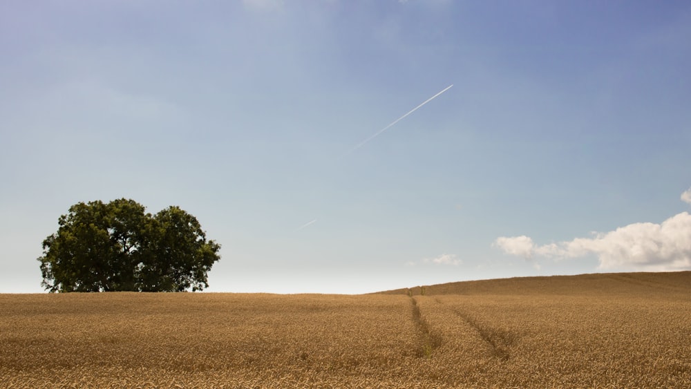 dried grass field with one tree