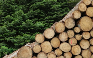 tree logs photography
