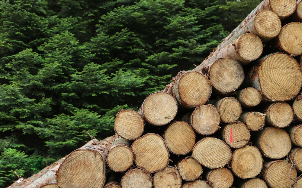 Fotografia di tronchi di alberi