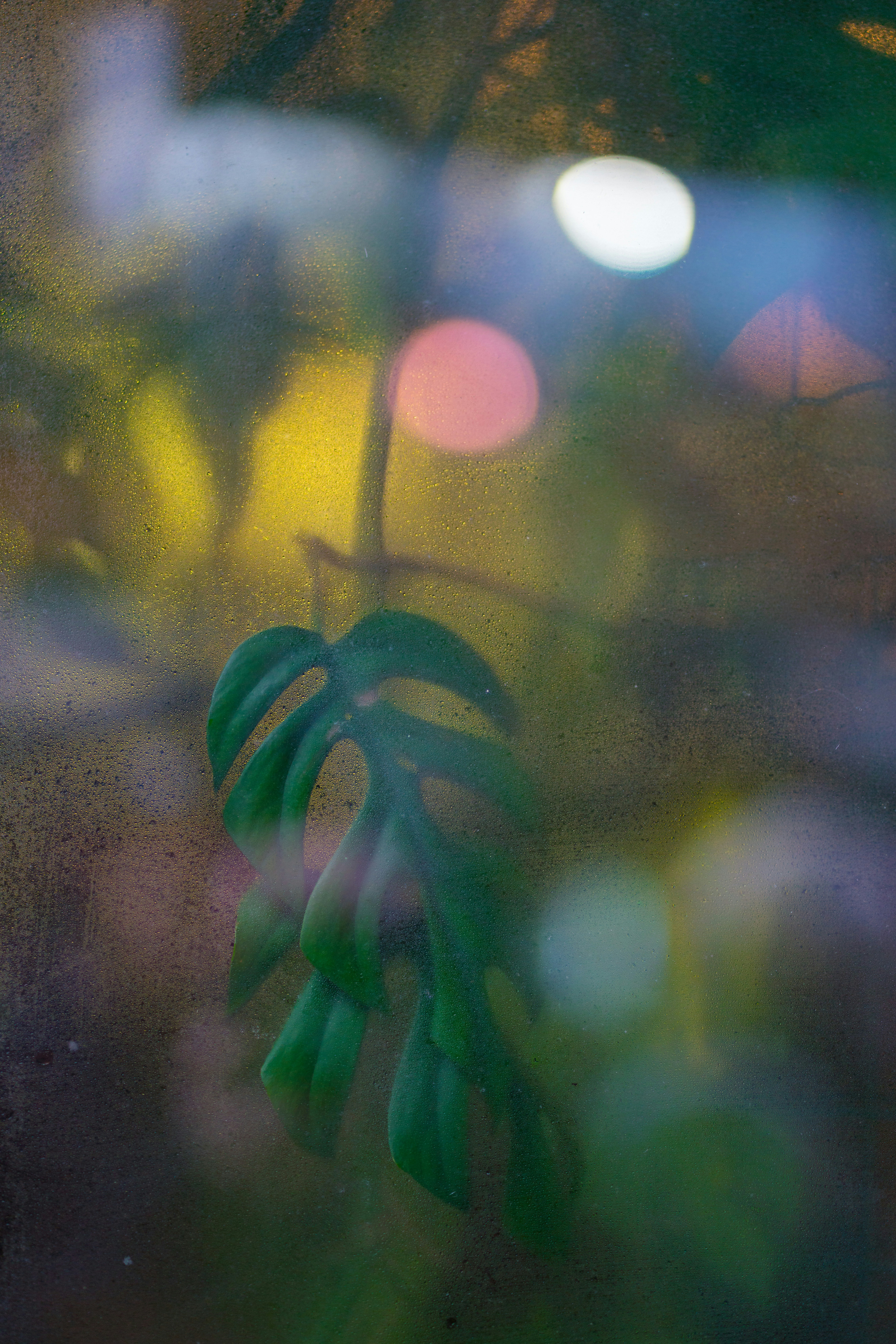 Green leaves photo – Free Soho Image on Unsplash
