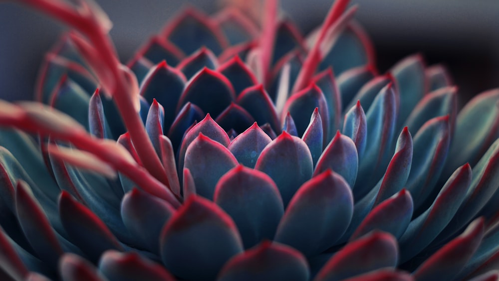 close up photography of succulent plant