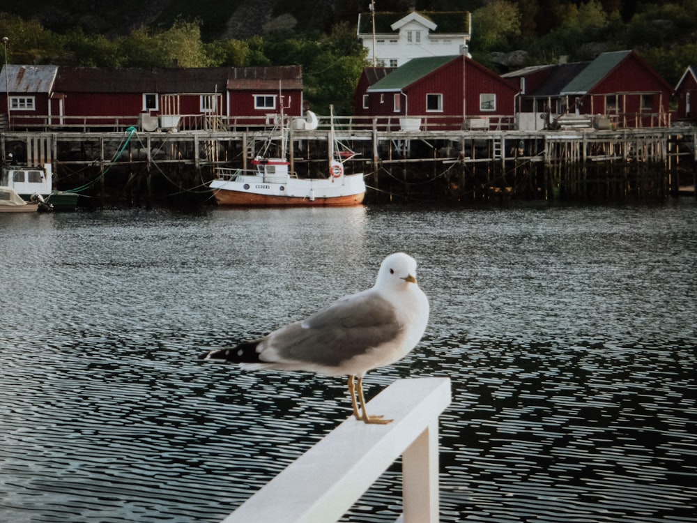 white and black seagull on wooden dock