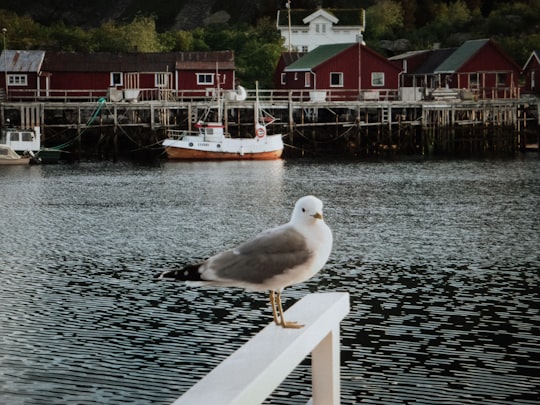white and black seagull on wooden dock in Lofoten Norway