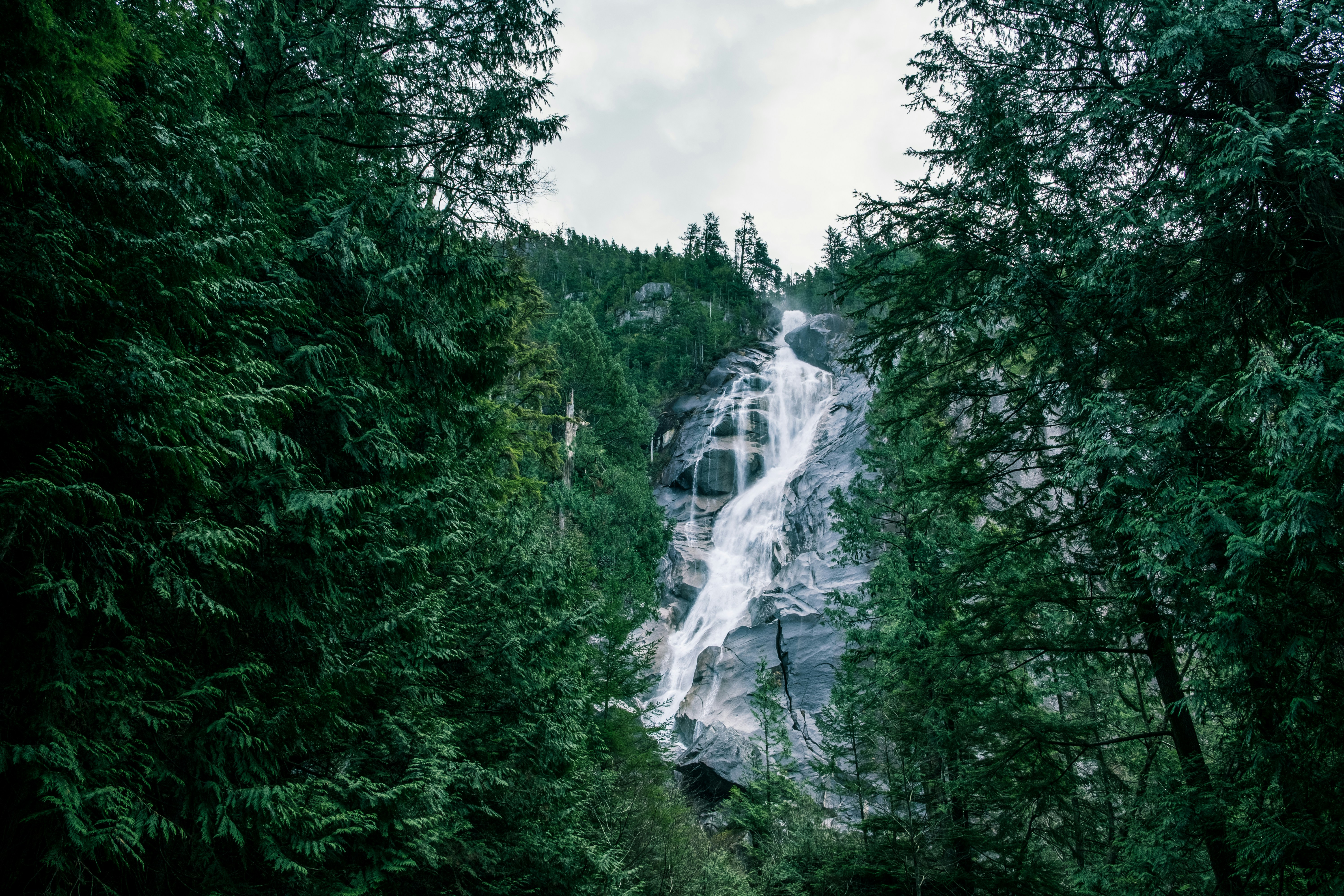 green leafed trees during daytime, 