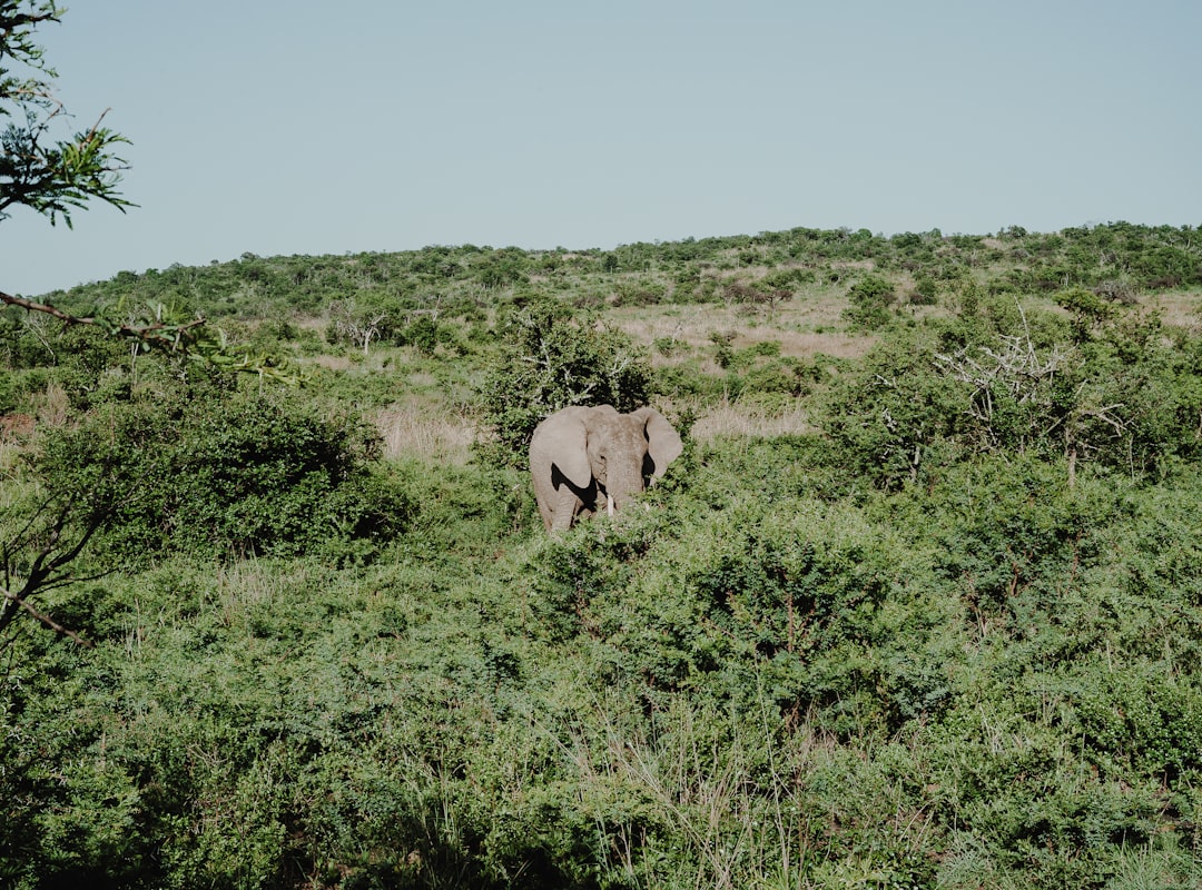 elephant standing near trees