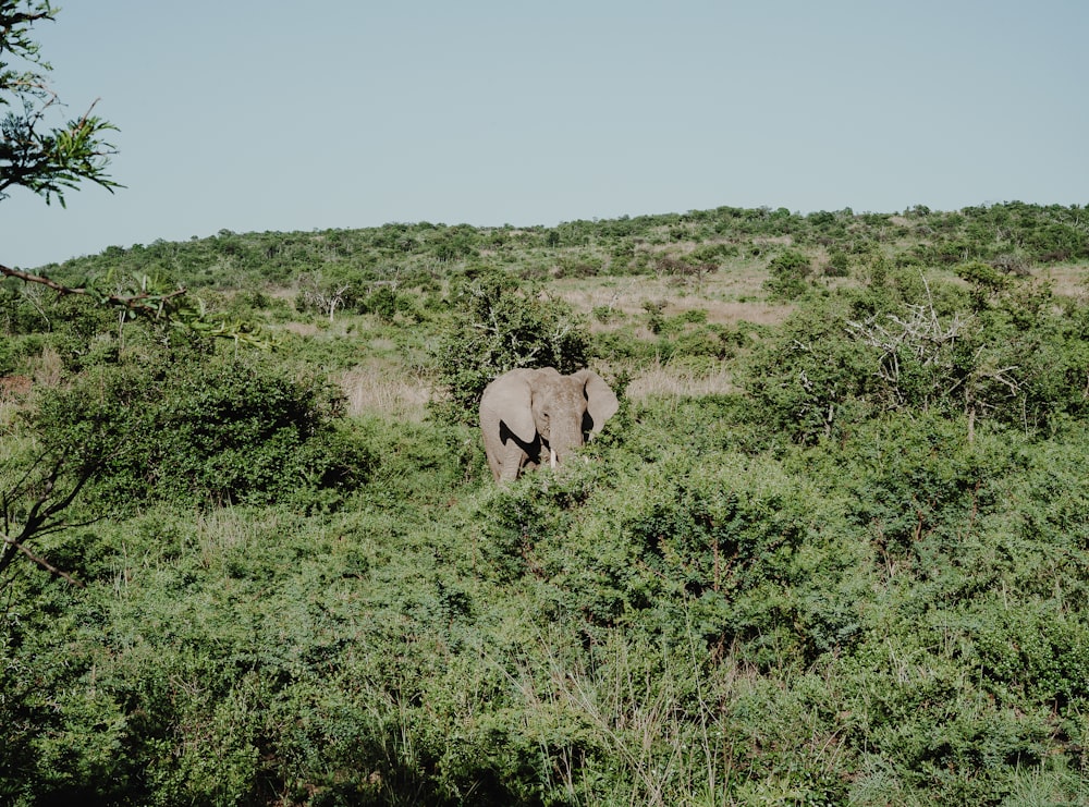 elephant standing near trees