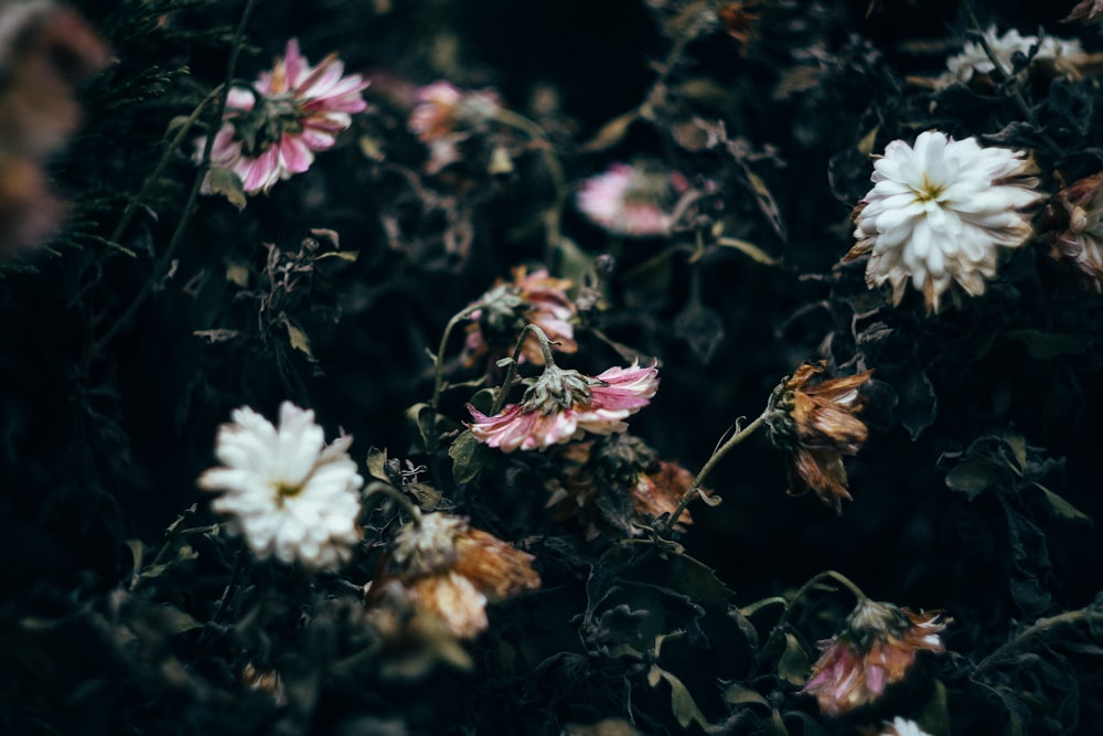 bush of white and pink flowers