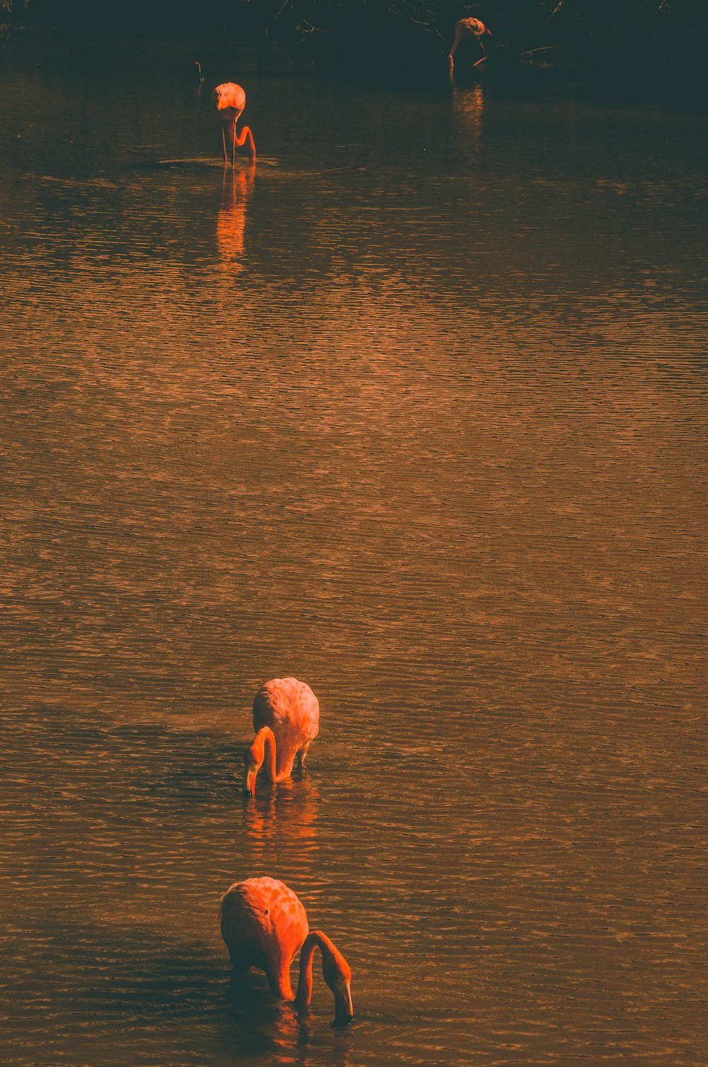 flamingo on body of water