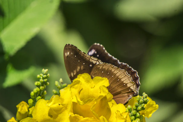 A close-up of a butterfly resting on a bright yellow flower in the garden.